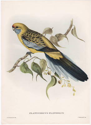 PLATYCERCUS FLAVEOLUS {Yellow Rumped Parakeet (Yellow Rosella}  by John Gould